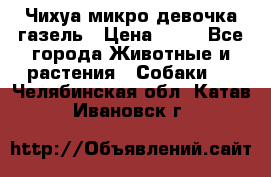 Чихуа микро девочка газель › Цена ­ 65 - Все города Животные и растения » Собаки   . Челябинская обл.,Катав-Ивановск г.
